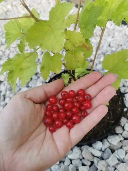 Działka ROD Ewy po metamorfozie