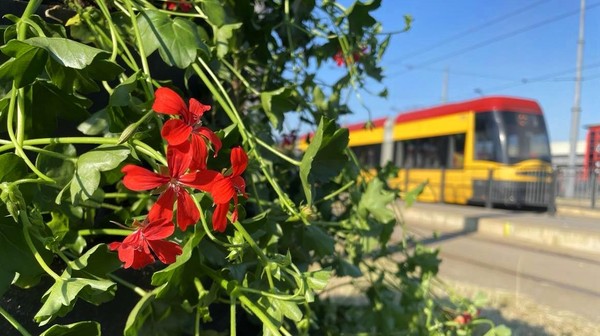 ZOM dba o zieleń na 61 pętlach. Aranżacje kwiatowe zmienia się na nich trzy razy w roku.