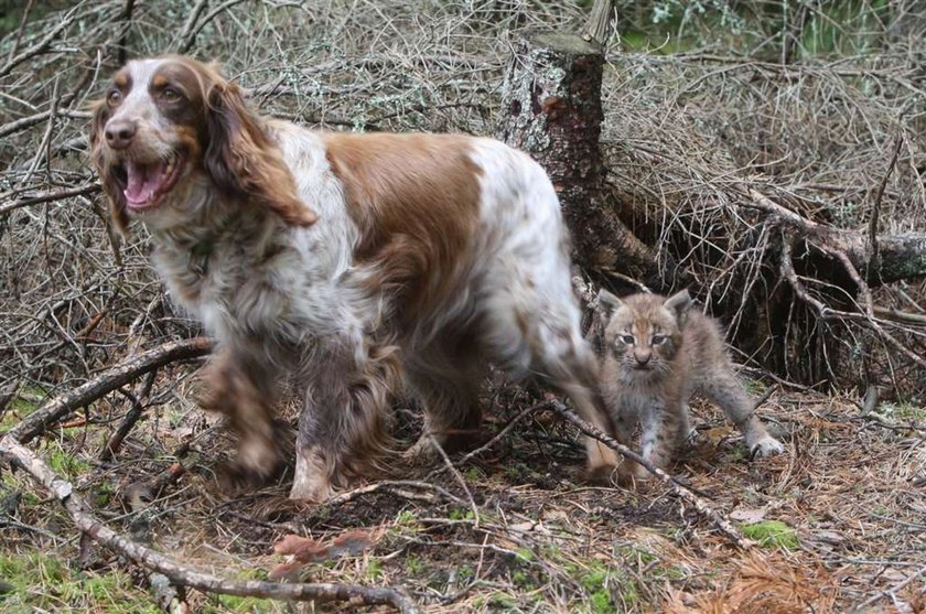 spanielka wychowuje rysia