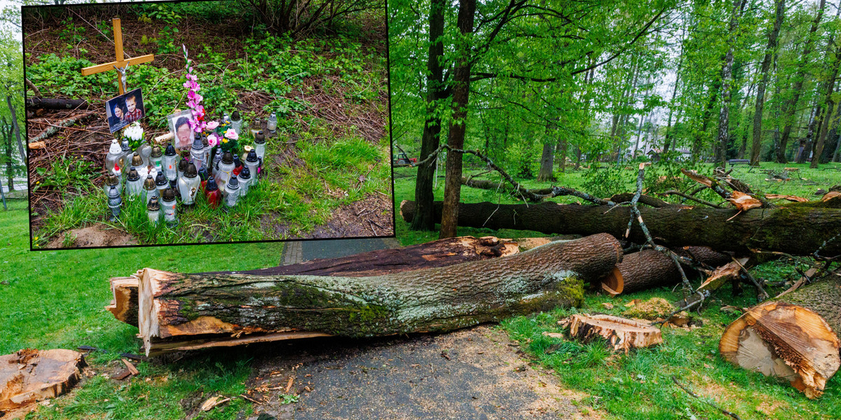 Wycinka drzew w Rabce Zdroju po śmierci Anny, Tymoteusza i Haliny. Trzech ofiar powalonego drzewa przez wichurę. 