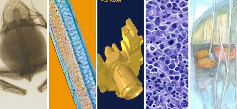 Najlepsza wiedza on-line. Konkurs AZON rozstrzygnięty