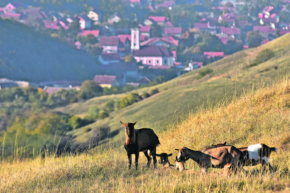 Fruška gora dom je bogatog biljnog i životinjskog sveta, i domaćeg i divljeg