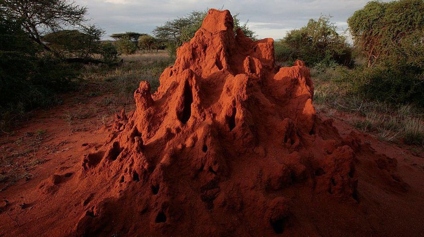 Mravi često mogu da se nađu u ovakvim brdašcima | Foto: Getty Images