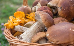 W lasach wreszcie pojawiły się grzyby. Grzybiarze uważajcie na mandaty! [WIDEO]