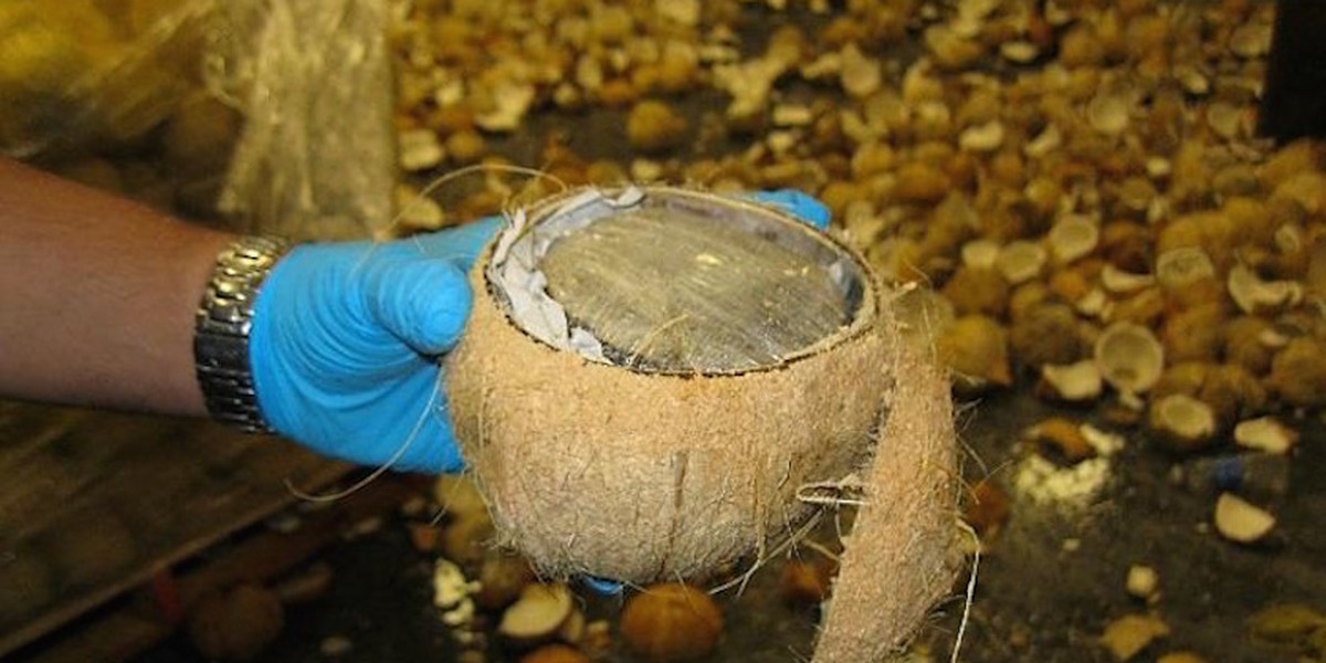 Customs and Border Patrol agents intercepted a shipment of coconuts carrying what is believed to be marijuana.