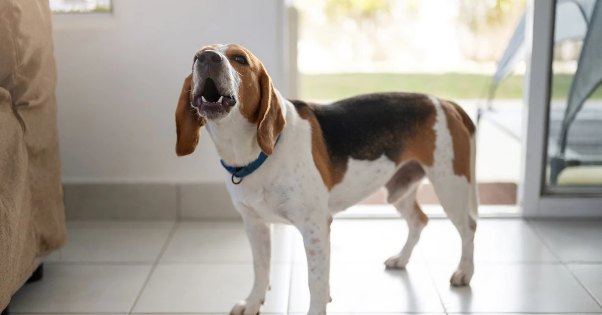 Właścicieli psów czekają zmiany? PiS chce znieść specjalny podatek. "Absurd"