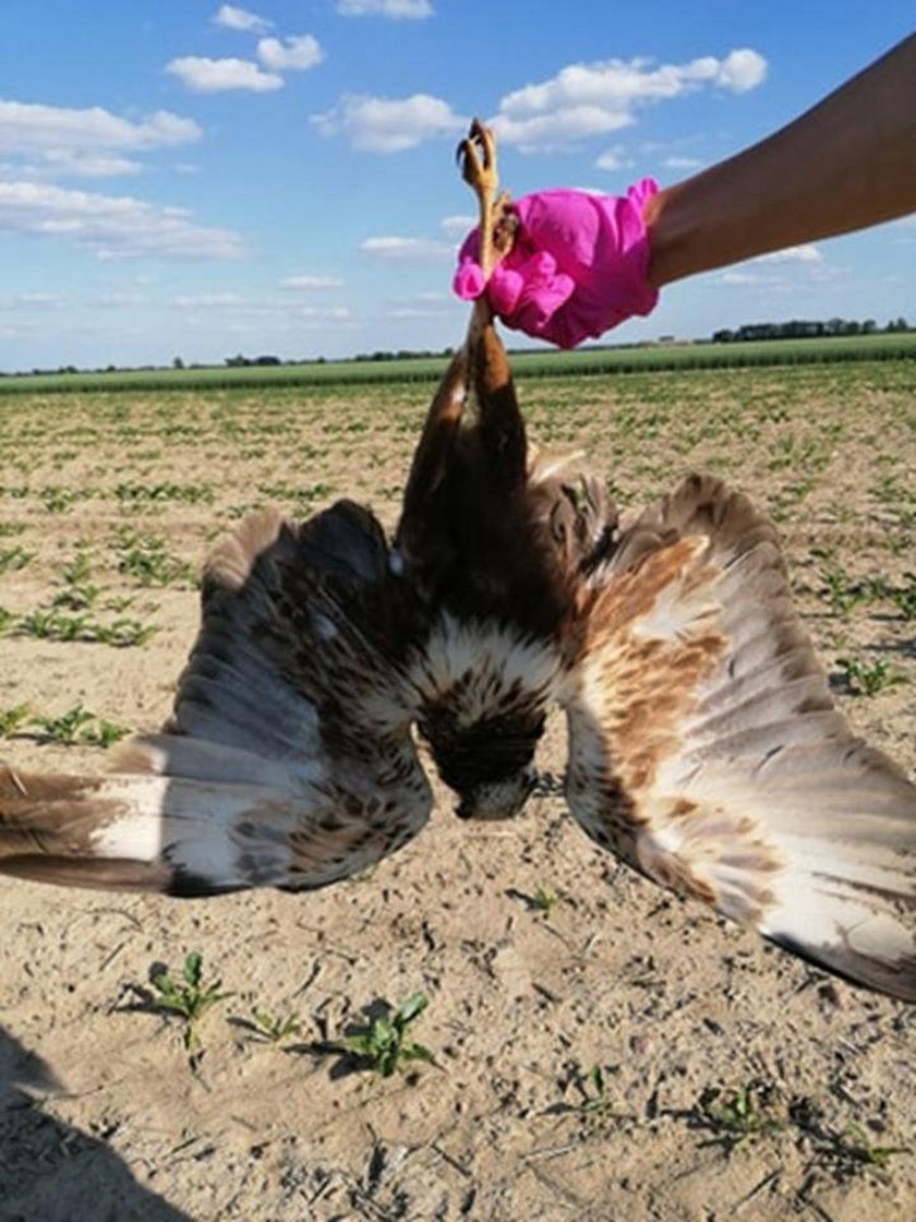 Wielowieś: 30 ptaków gatunków chronionych otrutych