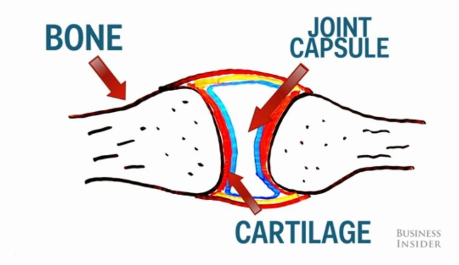 Između dve kosti nalazi se hrskavica i zglobna kapsula