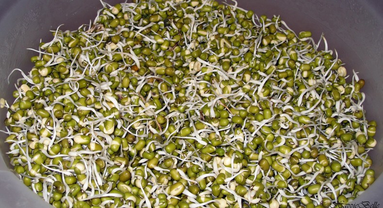 Sprouted green grams(HappieBelle)