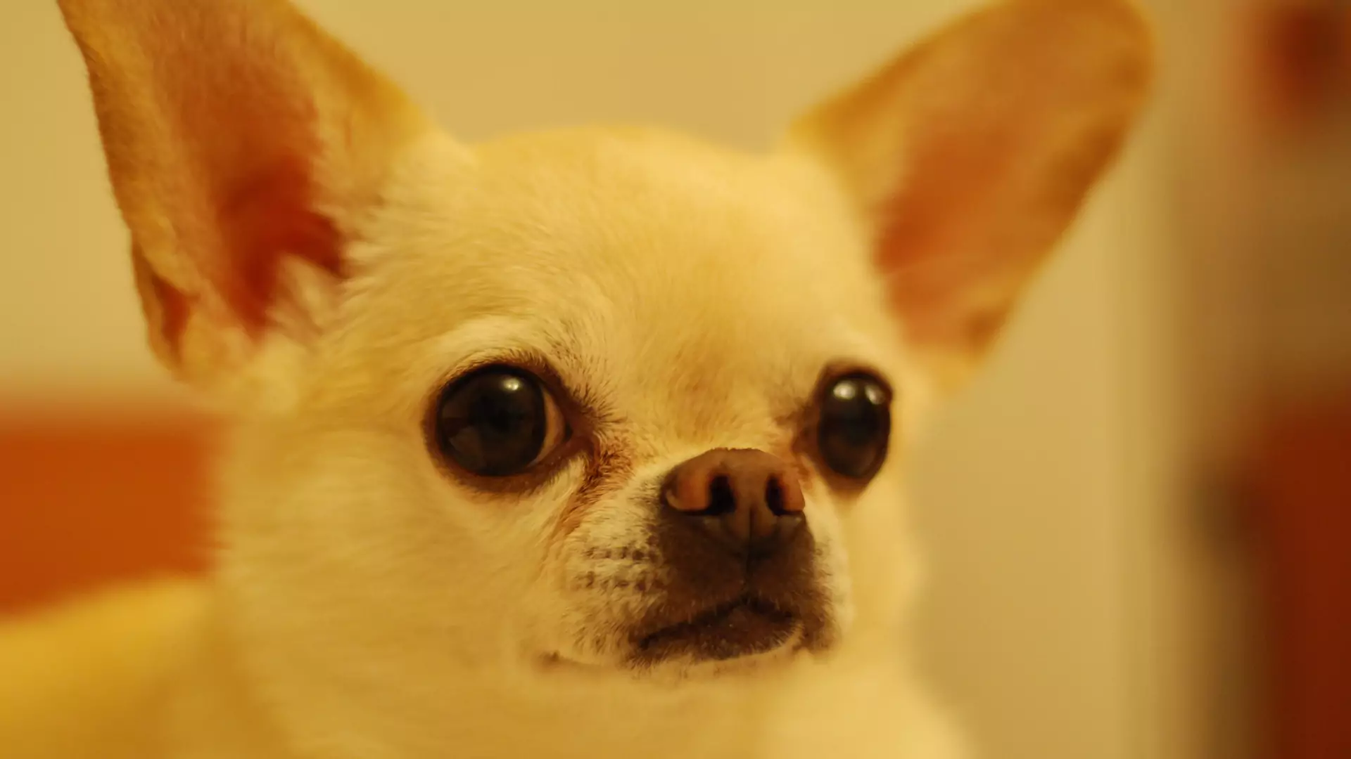 Chihuahua uratowała życie swojej Pani. Dzięki psu odkryła, że ma nowotwór