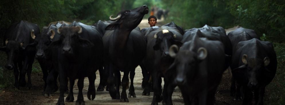 Chłopiec popędza stado bawołów w wiosce Jiandal Kot w Pakistanie