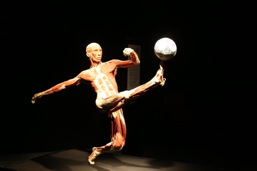 wystawa „Body Worlds"