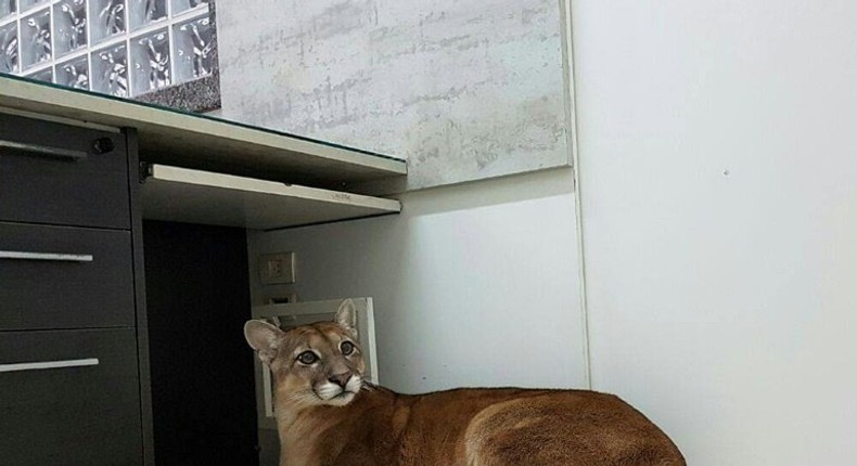 After being captured, the puma was delivered to a non-governmental organization specializing in wild animal rescues