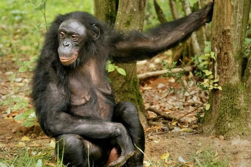 szympans bonobo