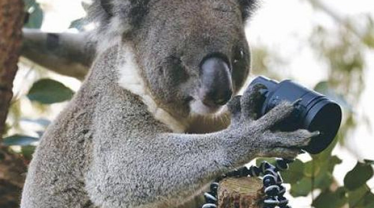 Így készít önarcképet a koala 