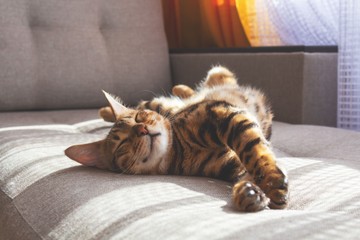 Macskaszőr-allergia ellen megoldás lehet-e hipoallergén macskát tartani? Itt a válasz!