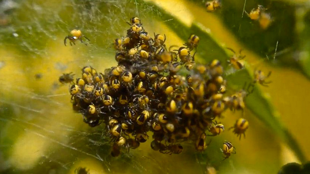 W Wielkiej Brytanii pojawiło się mnóstwo małych żółtych pająków. Mieszkańcy są zaniepokojeni - informuje "Metro".