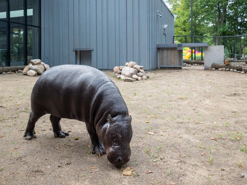 Nowy hipopotam w Łódzkim zoo