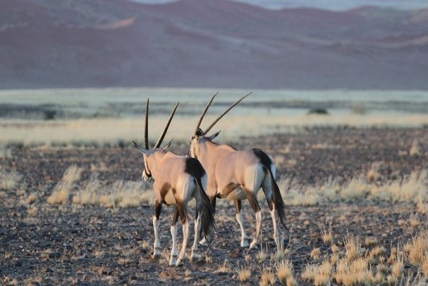 Namibia antylopy