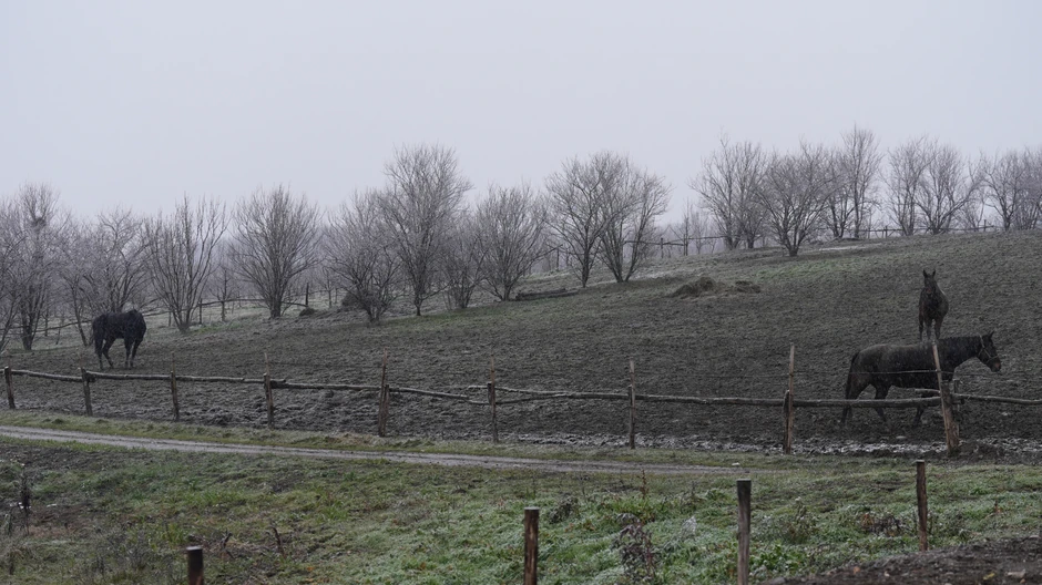 Tri prekrasna konja galopirala u Čačku