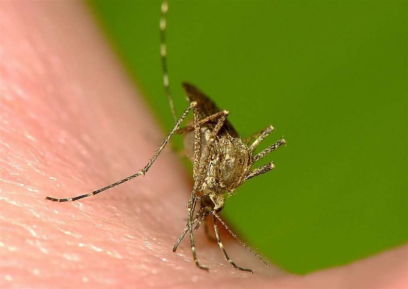 W tym roku natura nam nie odpuszcza. Po powodzi czekają nasz jeszcze dwie plagi: robactwa ryjącego w ziemi i przenoszącego groźne choroby (w tym zapalenie płuc) oraz plaga wyjątkowo ciętych komarów