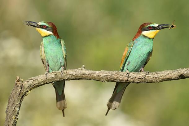 European bee eater