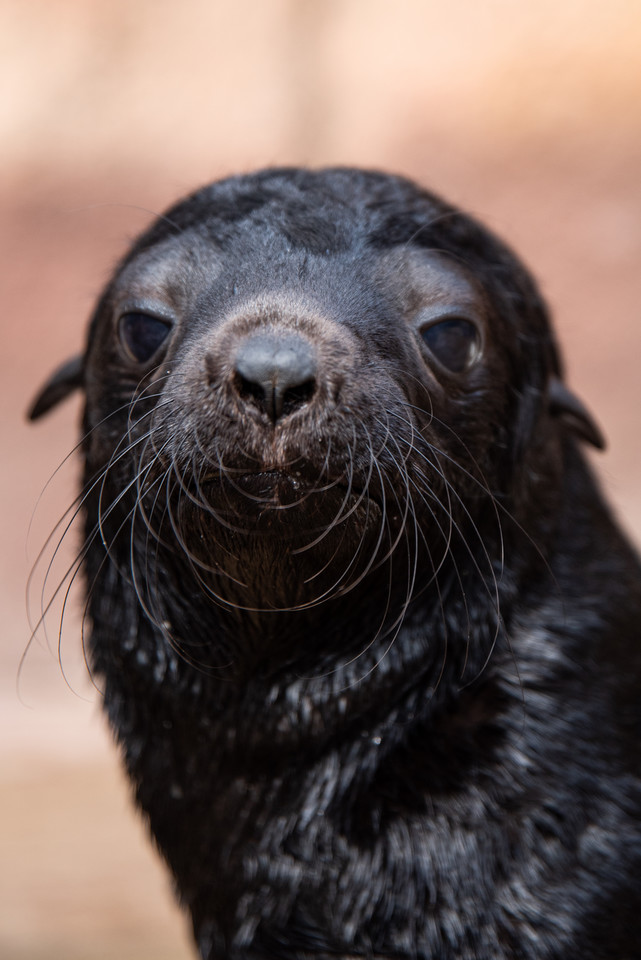 Baby boom w ogrodzie zoologicznym we Wrocławiu: kotik