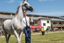 janów podlaski koń arab krwi arabskiej klacz