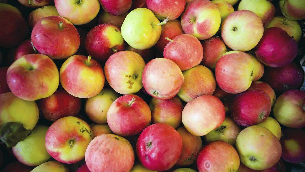 Od połowy marca zaczęła ponownie rosnąć sprzedaż polskich jabłek do Rosji, nadal mniej owoców sprzedajemy na Ukrainę – powiedział prezes Związku Sadowników RP Mirosław Maliszewski.