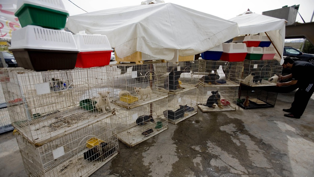 a worker attends to puppies 