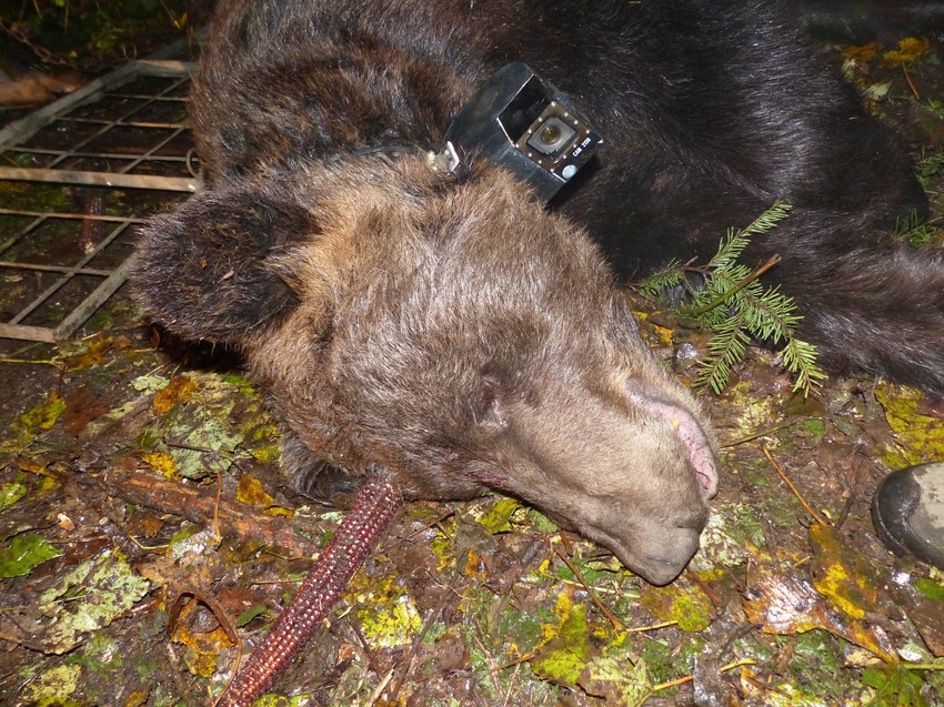 Sa svojih 240 kilograma, Aleksandar je najveći do sada markirani medved  na Tari