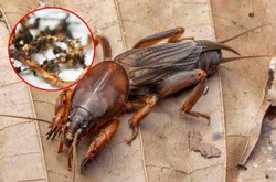 Turkuć podjadek to szkodnik, który niszczy rośliny. Domowy oprysk pomoże się go pozbyć