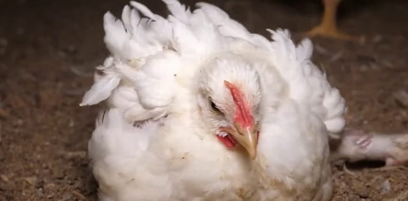 Horror kurczaków na fermie dostawcy drobiu dla Lidla. Aktywiści pokazali wstrząsające nagranie. Uwaga, film jest drastyczny