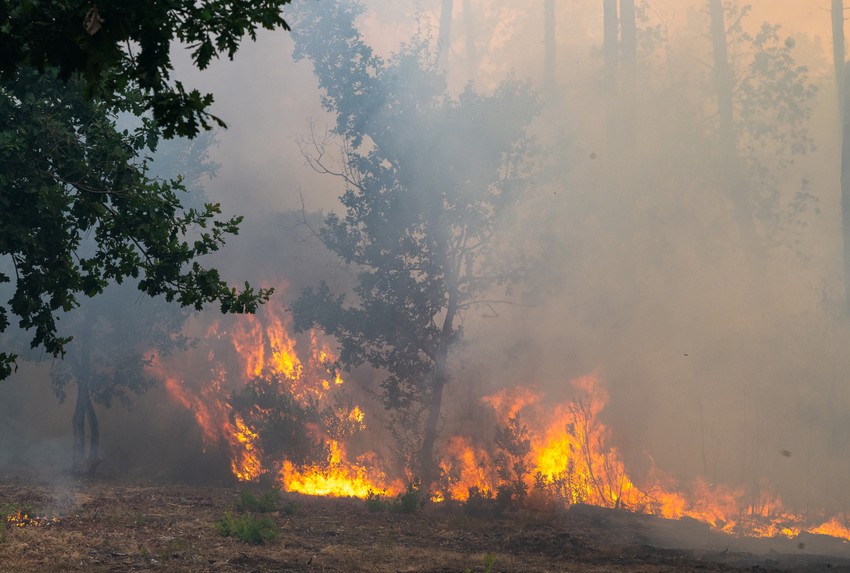 Požar u regionui Lež-Kap-Fere na zapadu Francuske 24. jula