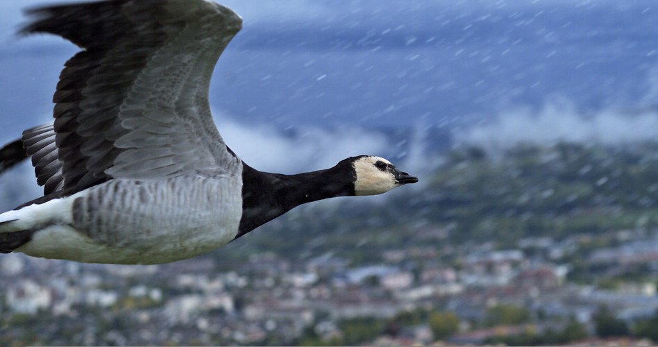 Gęś lecąca w deszczu nad Francją