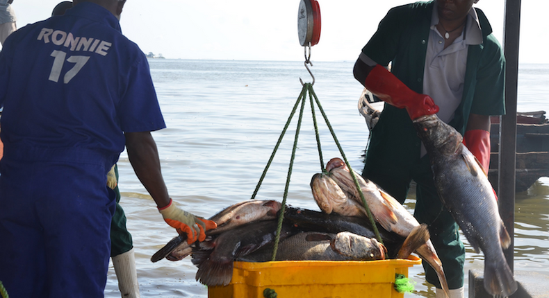 Fish traders weighing fish on Lake Victoria