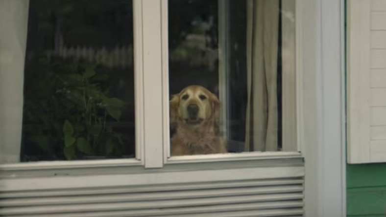 Jak kocha pies? Bezinteresownie i bezgranicznie. Francuska organizacja charytatywna pokazała to w dwuminutowym filmie, który podbija internet.
