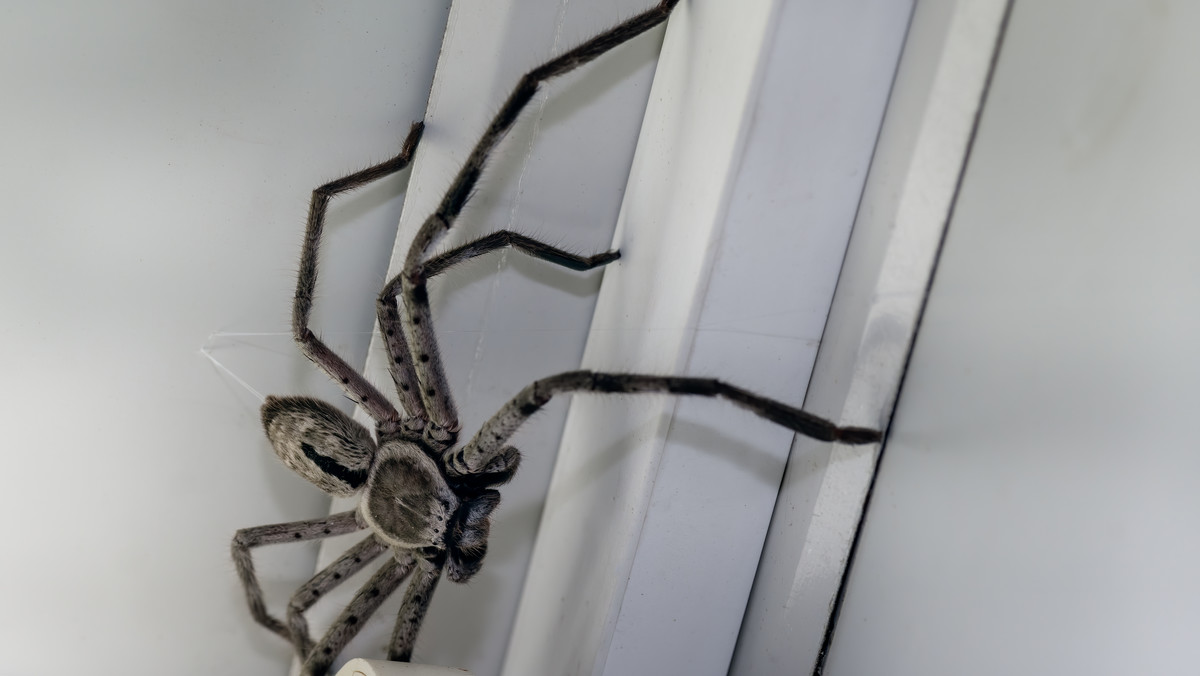 Australia: Inwazja pająków. Wchodzą do domów i obsiadają ściany