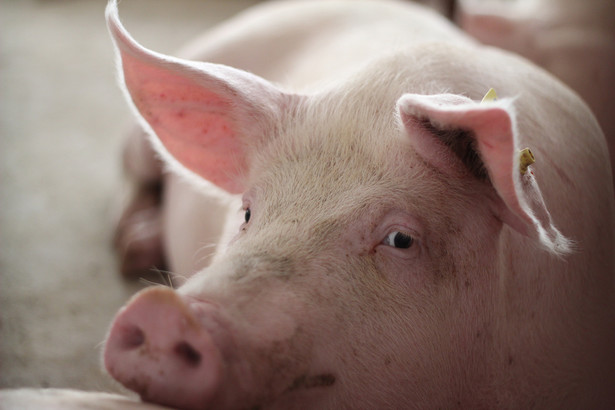 Krajowa Rada Izb Rolniczych chce transportować świnie bez weterynaryjnych świadectw zdrowia