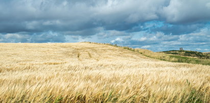 Monsanto ma zapłacić 289 mln USD choremu na raka