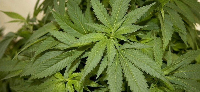 Motocross, pechowy bus i seria niefortunnych zdarzeń. A skąd się wzięło 40 kg marihuany?