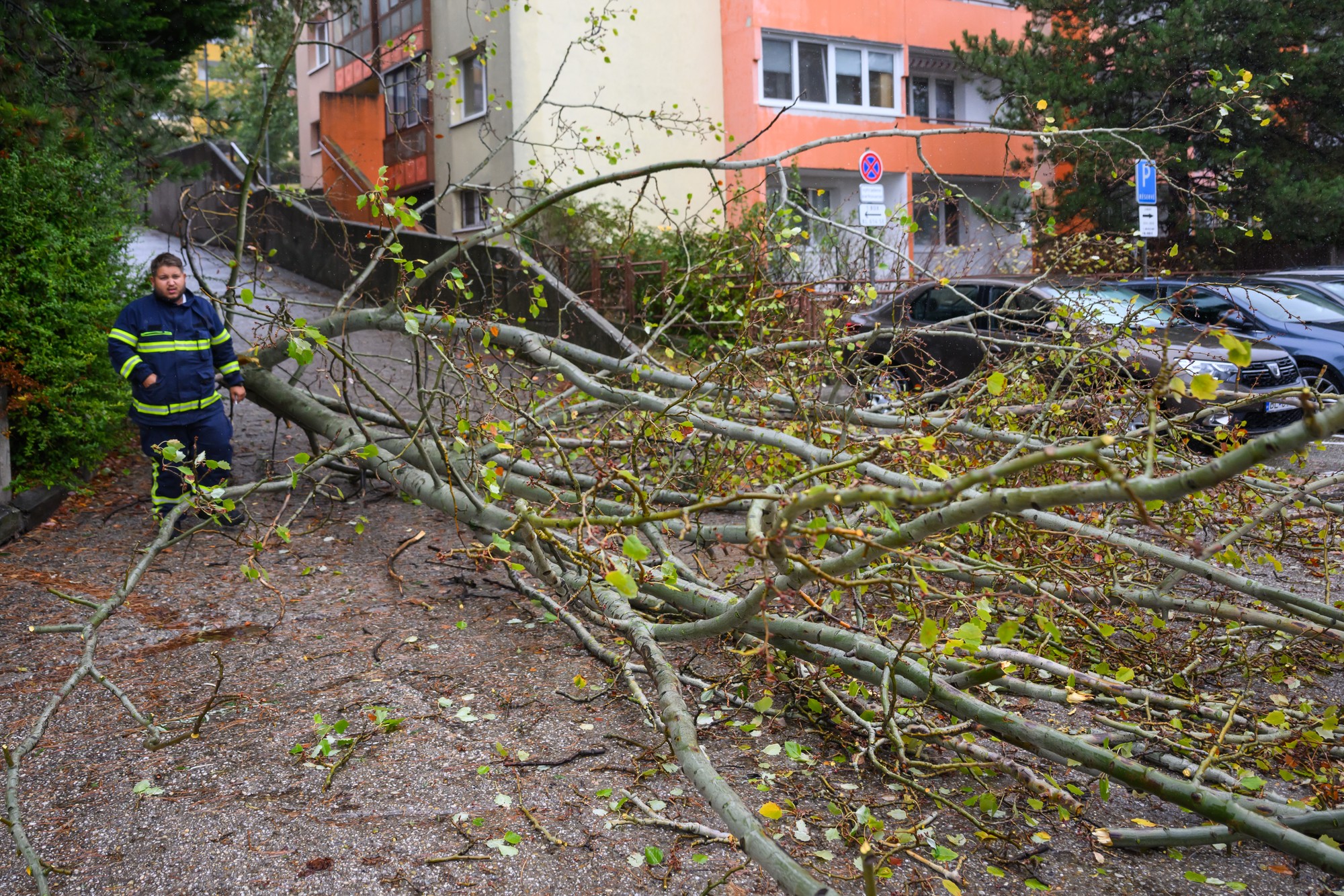 Spadnutý strom na ulici Hany Meličkovej v Bratislave.