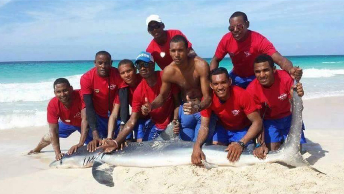 Rekin został wyciągnięty z oceanu przez turystów i pracowników w Hard Rock Hotel and Casino w Punta Cana na Dominikanie. Ludzie chcieli pozować do zdjęcia ze złapanym zwierzęciem. Rekin niestety zdechł po tym, jak przebywał na suchym lądzie zbyt długo.