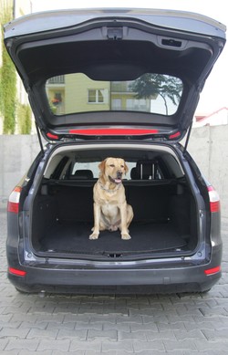 Ford najlepszy. Toyota daleko z tyłu!