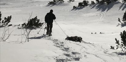 Katastrofa ekologiczna w Tatrach? Znaleziono dziesiątki martwych zwierząt