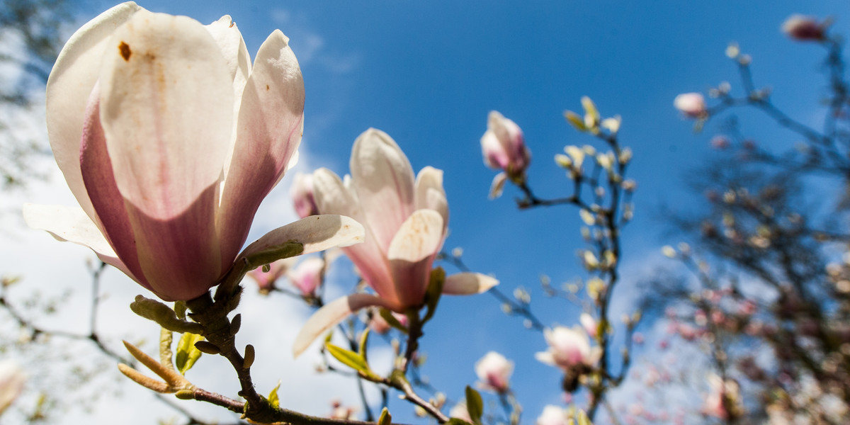 W kórnickim arboretum zakwitły magnolie