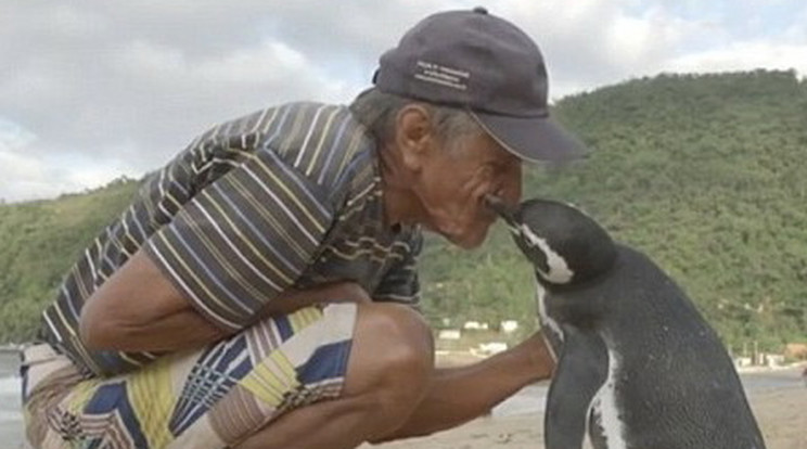 Ilyet még nem látott! Egy pingvin és megmentője csodálatos barátsága - Blikk