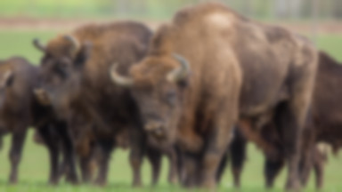 Niebezpieczna choroba zagraża żubrom w Bieszczadach. Ślepną i giną