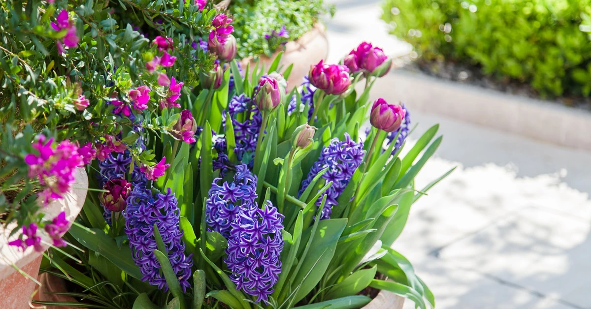 Kiedy sadzić tulipany i na jaką głębokość? Posadź rośliny cebulowe w donicy [Inspiracje]