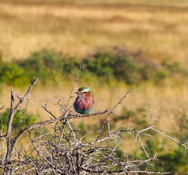 Etosha Park - Namibia